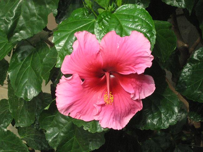 Hibiscus 'Auntie Di' 