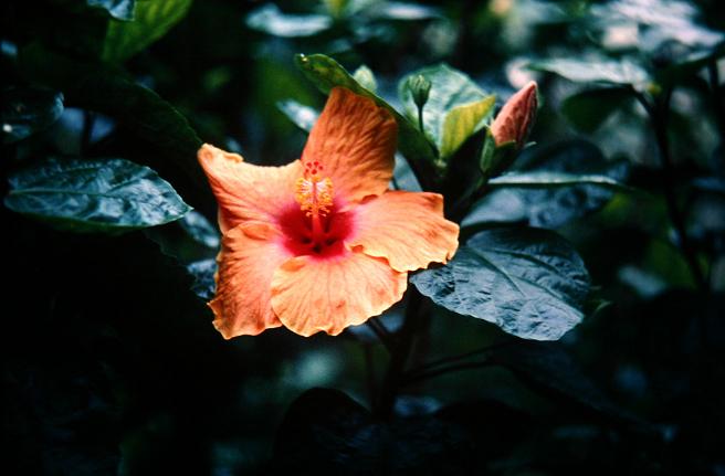 Hibiscus 'Gracie Goo' 