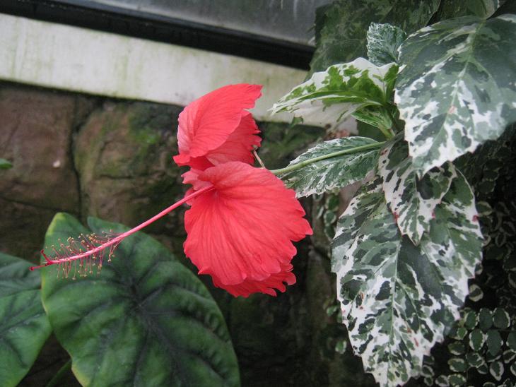 Hibiscus rosa-sinensis 'Cooperi' 