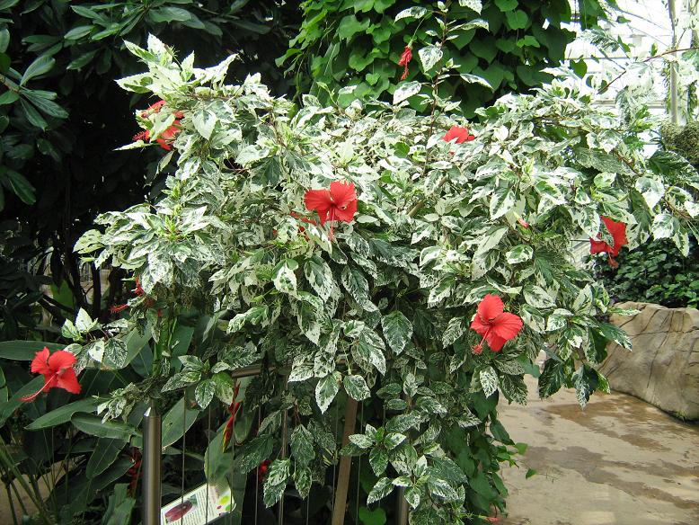 Hibiscus rosa-sinensis 'Cooperi' 