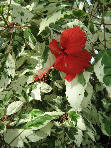 Hibiscus rosa-sinensis 'Cooperi' 