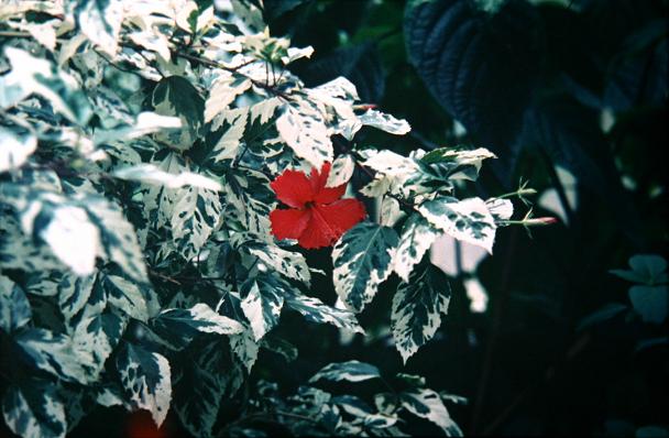 Hibiscus rosa-sinensis 'Cooperi' 