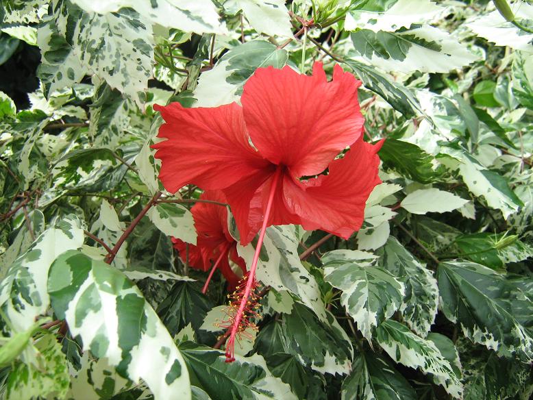 Hibiscus rosa-sinensis 'Cooperi' 