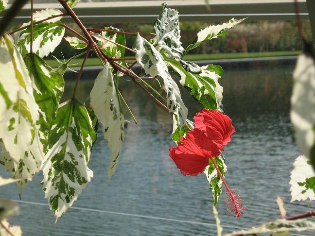 Hibiscus rosa-sinensis 'Cooperi' 