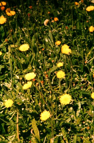 Hieracium pilosella 