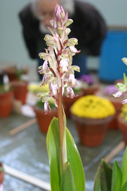 Himantoglossum robertianum 