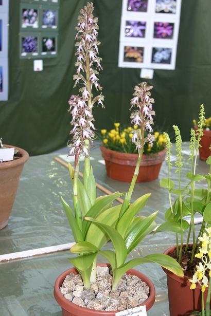 Himantoglossum robertianum 