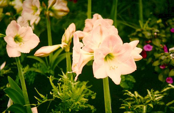 Hippeastrum Apple Blossom 