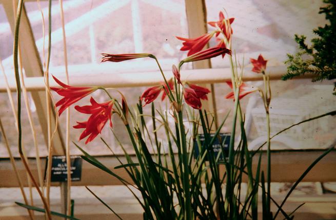 Hippeastrum bifidum 