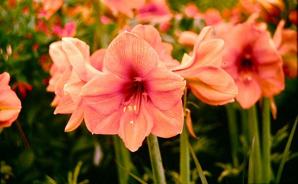 Hippeastrum 'Bouquet' 