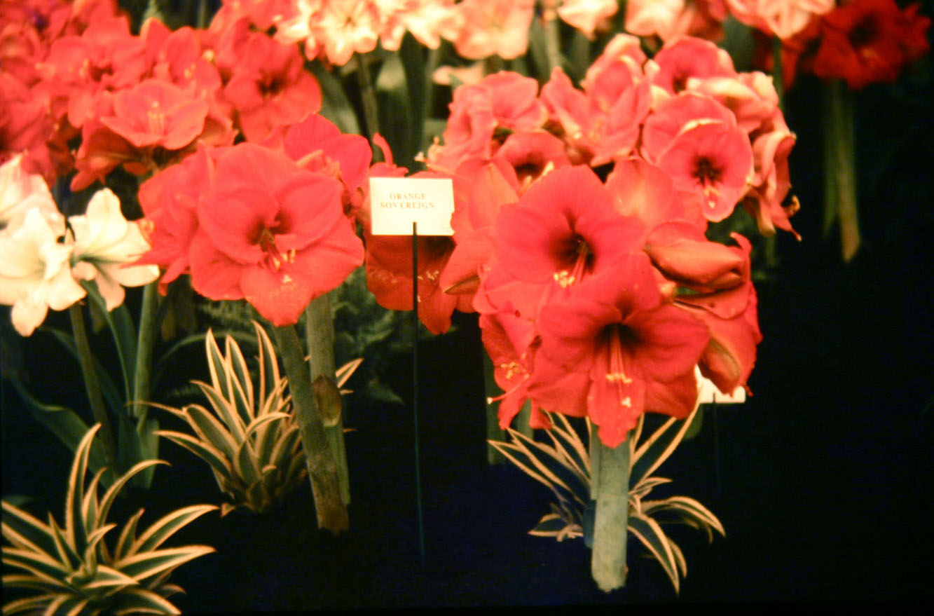 Hippeastrum 'Orange Sovereign' 