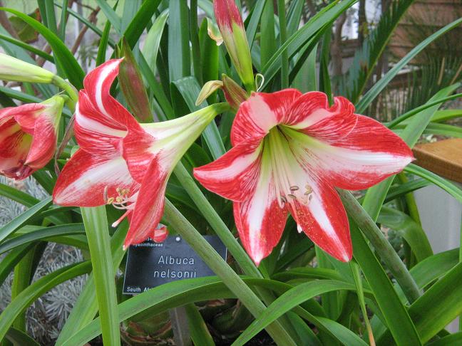 Hippeastrum 'Peru' 