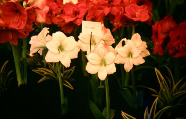 Hippeastrum 'Picotee' 