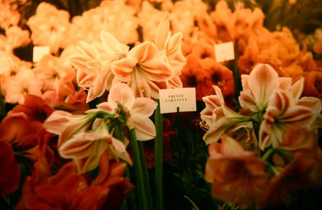 Hippeastrum 'Carnival' 