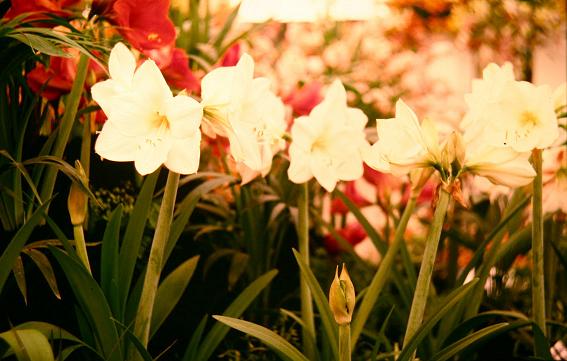 Hippeastrum 'The President' 