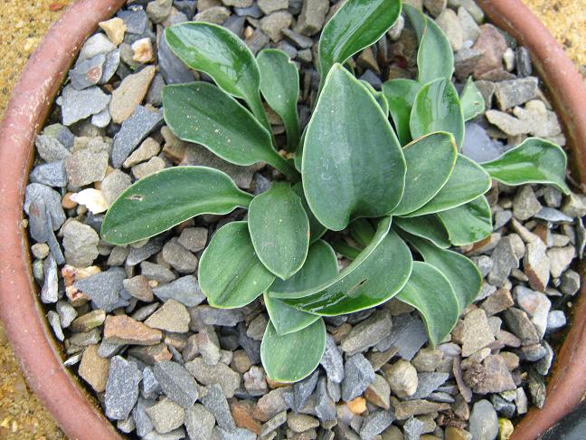 Hosta 'Blue Mouse Ears' 