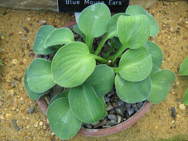 Hosta 'Blue Mouse Ears' 