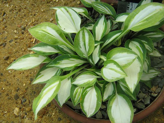 Hosta 'Cats Eyes' 