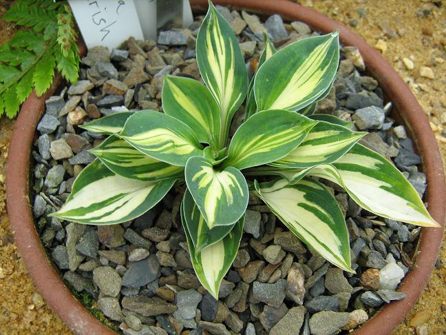 Hosta 'Cherish' 