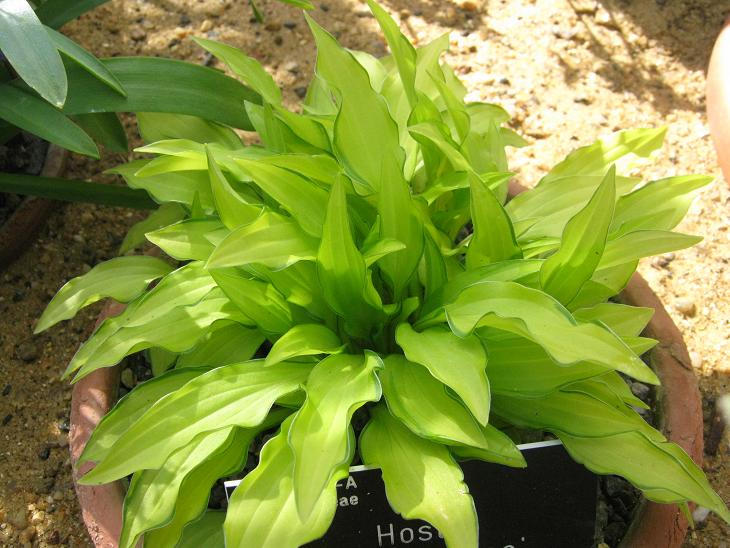 Hosta 'Fuji Sunrise' 