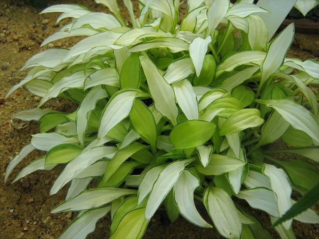 Hosta 'Fuji Sunrise' 