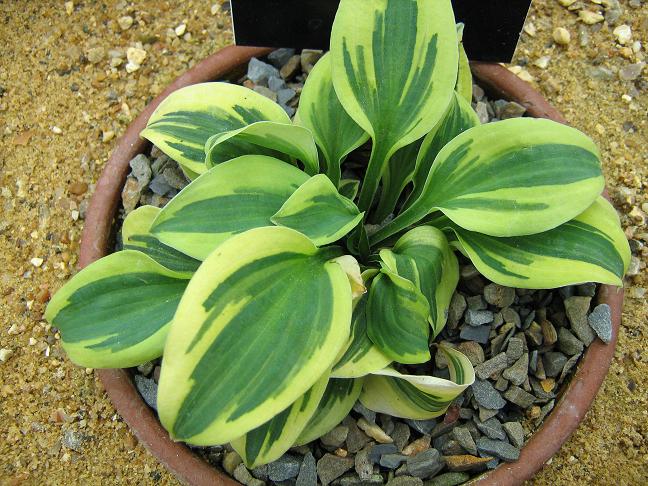 Hosta 'Hope' 