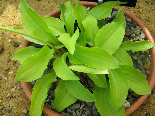 Hosta 'Little Aurora' 