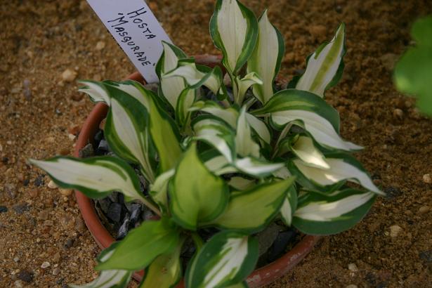 Hosta 'Masquerade' 