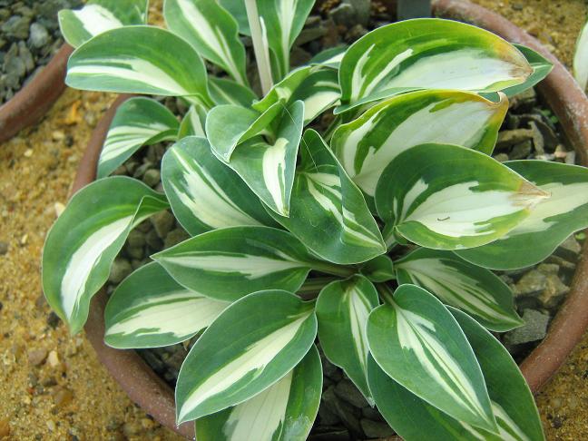 Hosta 'Pandora's Box' 