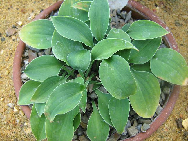 Hosta 'Popo' 