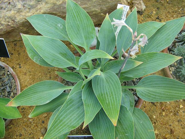 Hosta 'Sherborne Swift' 