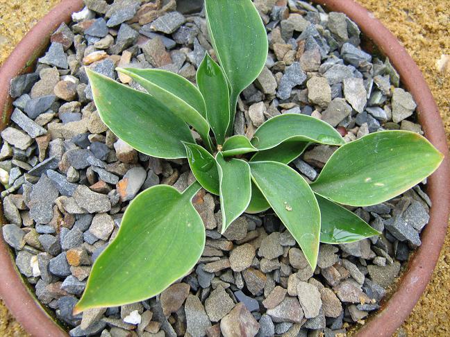 Hosta 'Tet-a-Poo' 