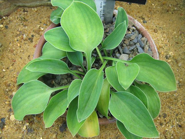 Hosta 'Tet-a-Poo' 