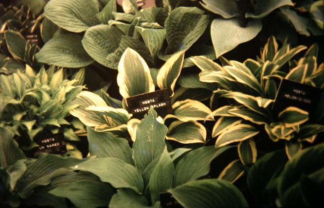 Hosta 'Yellow Splash' 