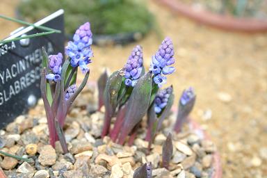 Hyacinthella glabrescens 