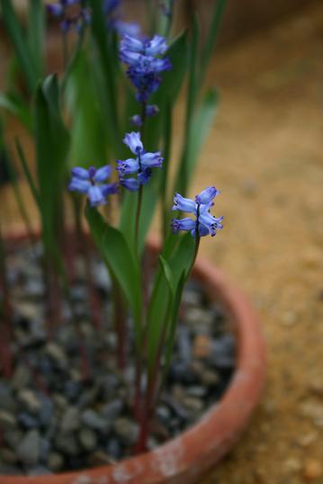 Hyacinthella heldreichii 