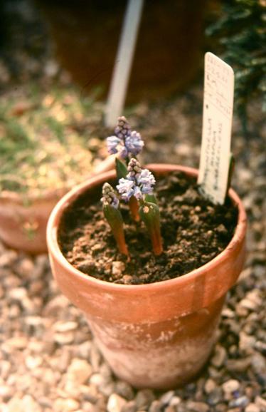 Hyacinthella hispida glabrescens 