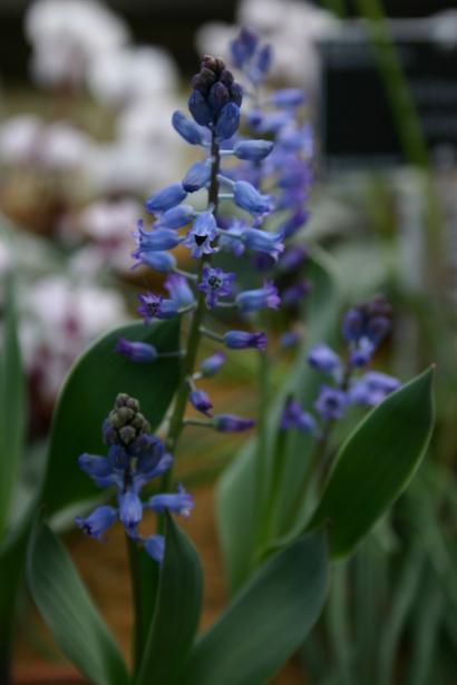 Hyacinthella milligenii 