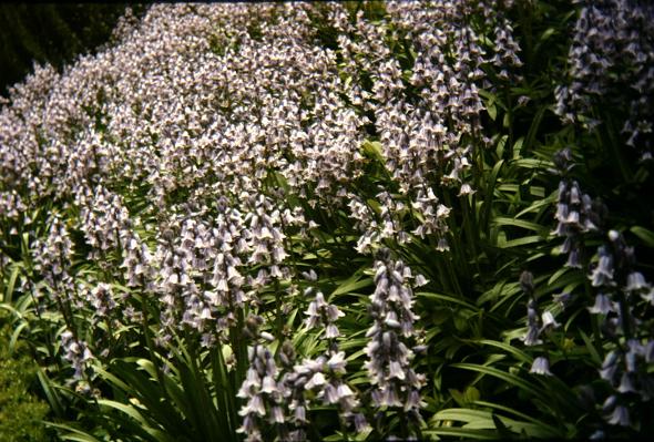 Hyacinthoides hispanica 