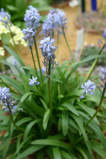 Hyacinthoides italica 