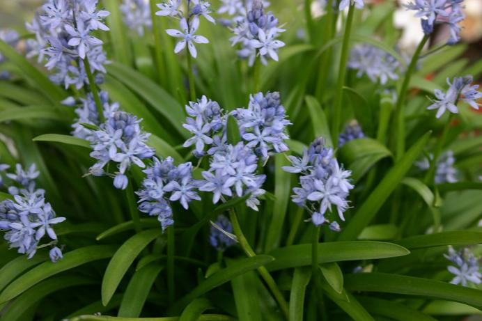 Hyacinthoides italica 