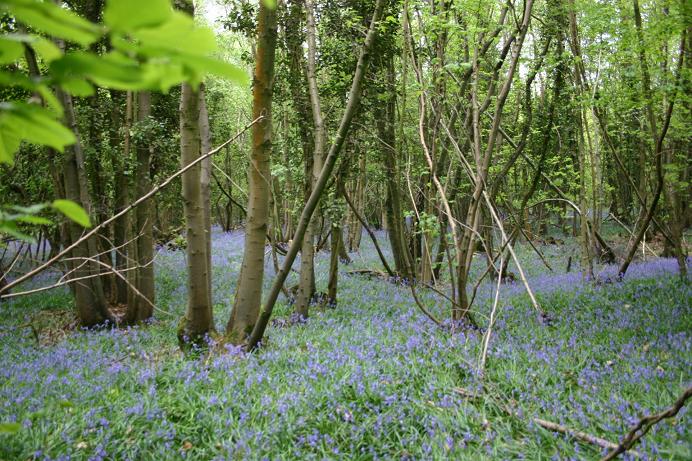 Hyacinthoides non-scripta 