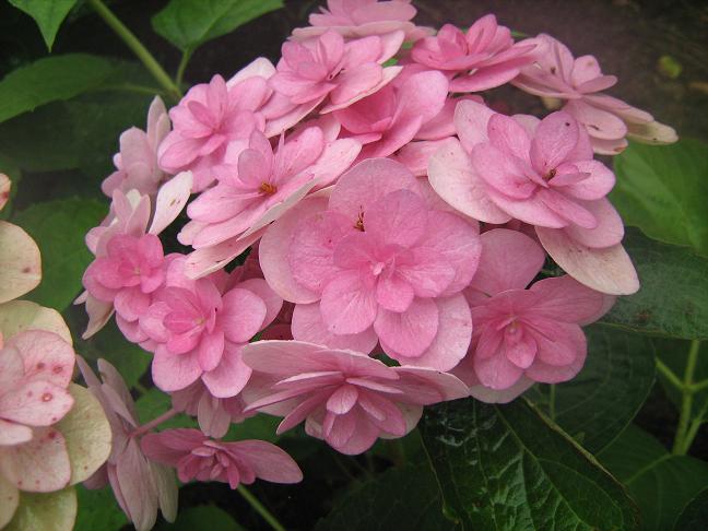 Hydrangea macrophylla 'Eternity Pink' 