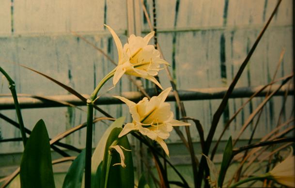 Hymenocallis amancaes 