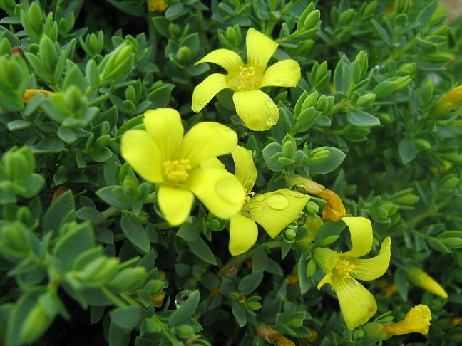 Hypericum aegypticum 