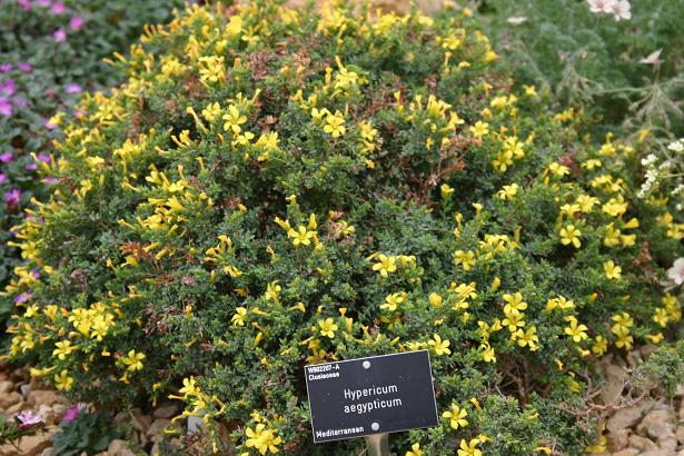 Hypericum aegypticum 