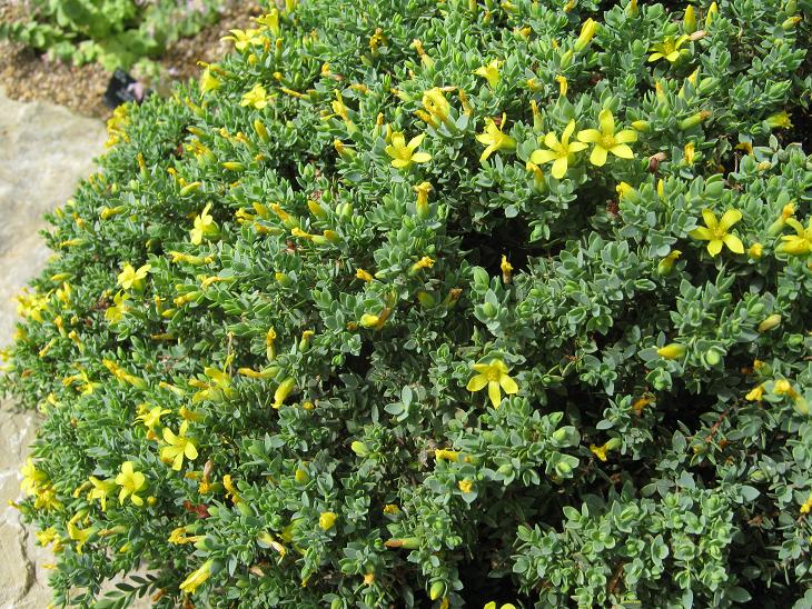 Hypericum aegypticum 