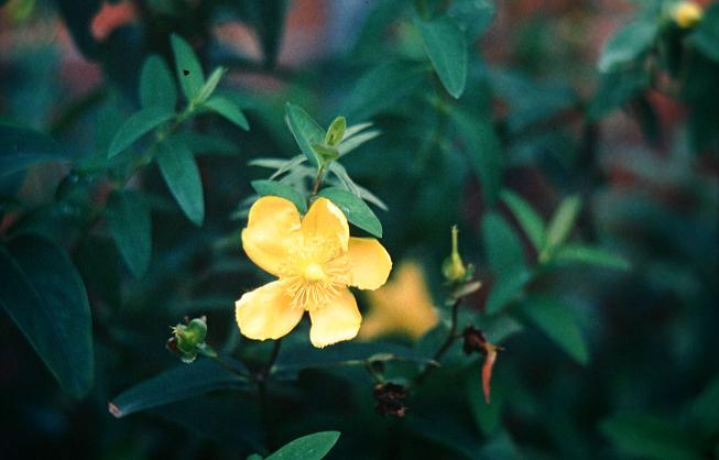 Hypericum calycinum 