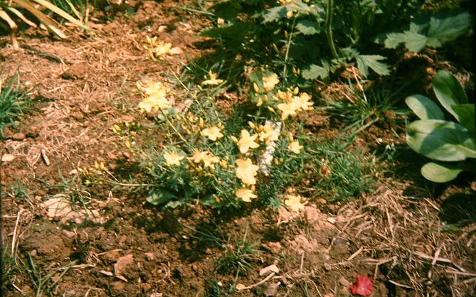 Hypericum coris 