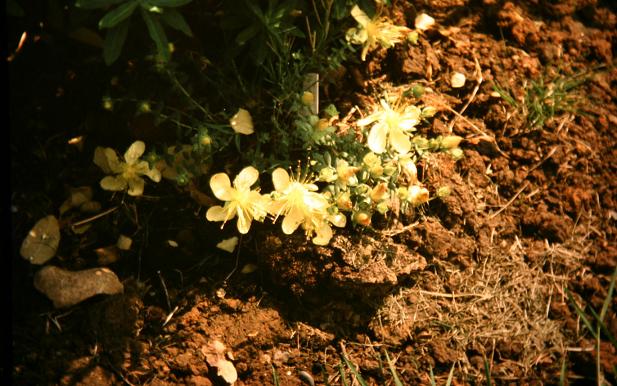 Hypericum olympicum Sulphureum